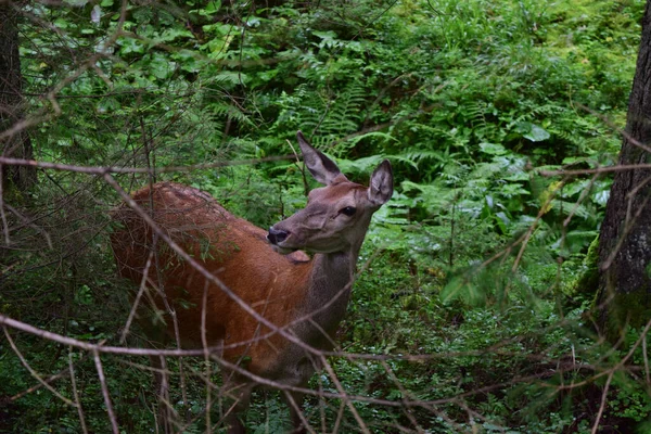 Une Belle Vue Sur Cerf Sauvage Broutant Dans Une Forêt — Photo