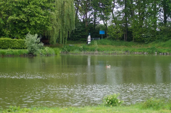 Parque Com Árvores Verdes Pássaros Nadando Lago — Fotografia de Stock