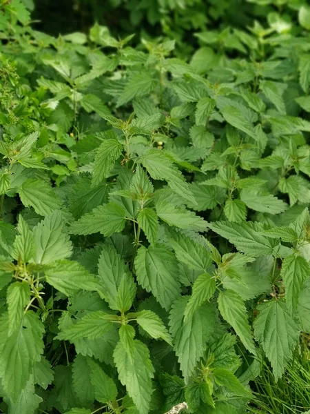 Closeup Shot Green Nettle Leaves Sunshine Perfect Background — Stock Photo, Image