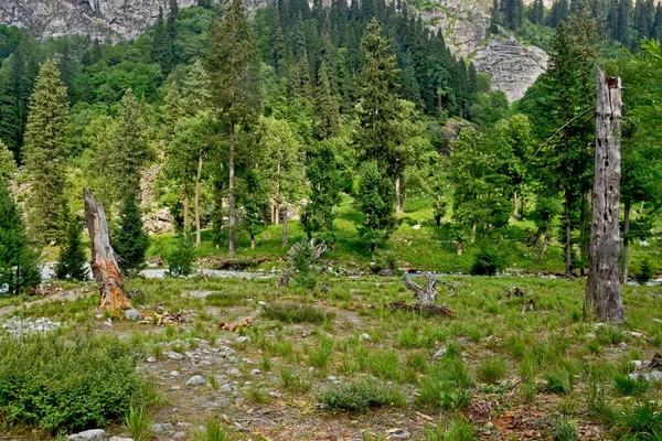 森と緑の木々に囲まれた風景のクローズアップ — ストック写真