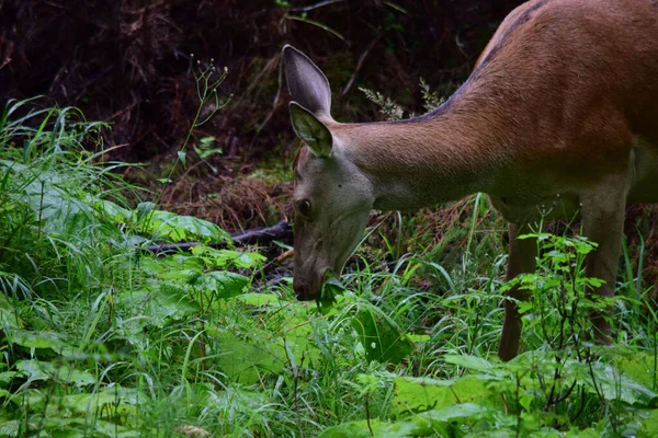 Une Belle Vue Sur Cerf Sauvage Broutant Dans Une Forêt — Photo