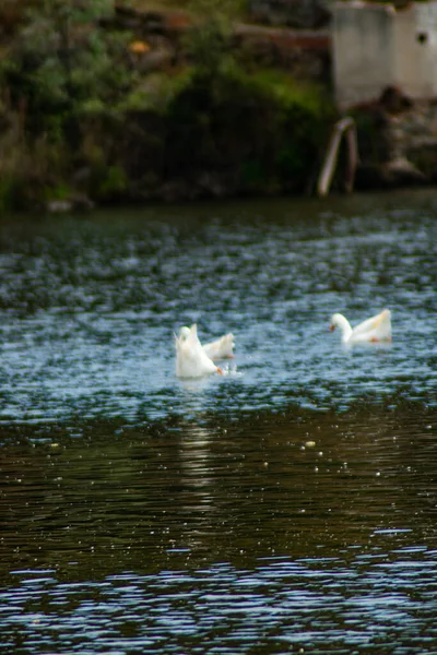 Una Hermosa Vista Cisnes Blancos Flotando Superficie Del Agua Parque —  Fotos de Stock