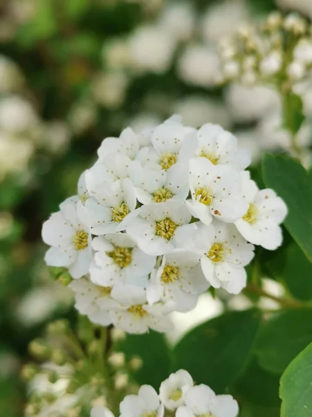 Een Verticaal Shot Van Een Bloeiende Boom Aftakking Met Witte — Stockfoto