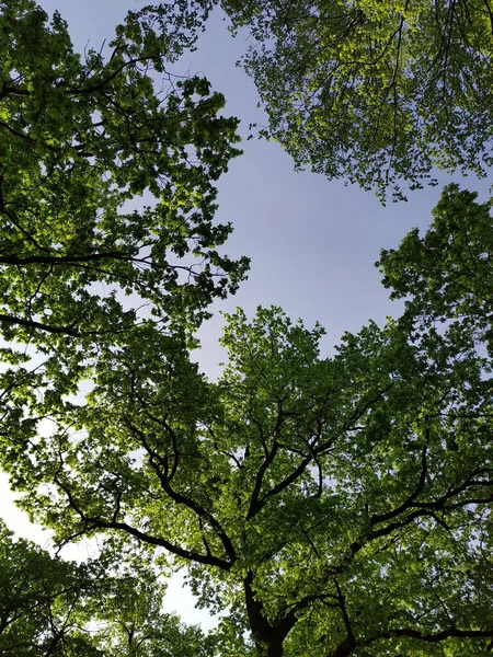 Toma Ángulo Bajo Las Ramas Árboles Verdes Contra Cielo — Foto de Stock