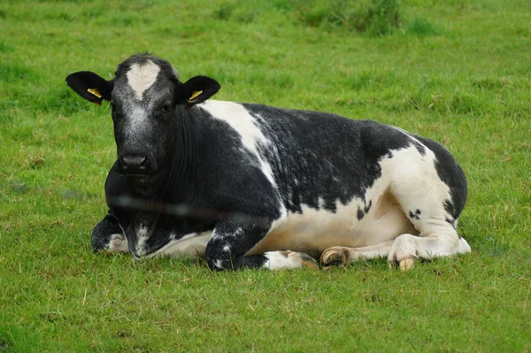 Close Shot Cow Black White Spots Lying Green Meadow — Stock Photo, Image