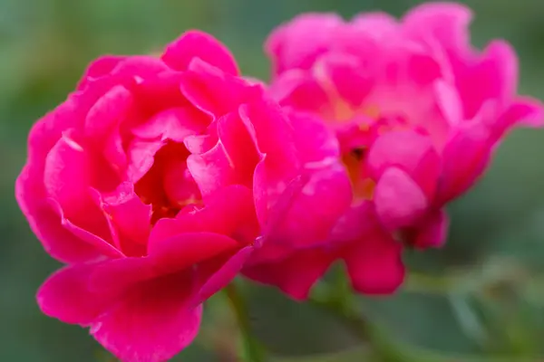 Kwitnące Różowe Róże Ogrodzie — Zdjęcie stockowe