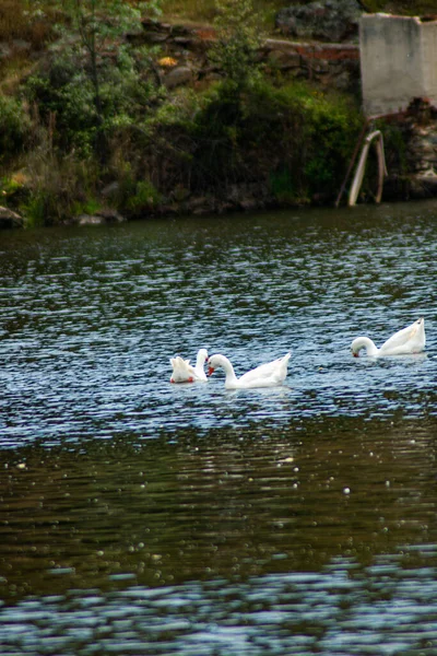 Una Hermosa Vista Cisnes Blancos Flotando Superficie Del Agua Parque —  Fotos de Stock