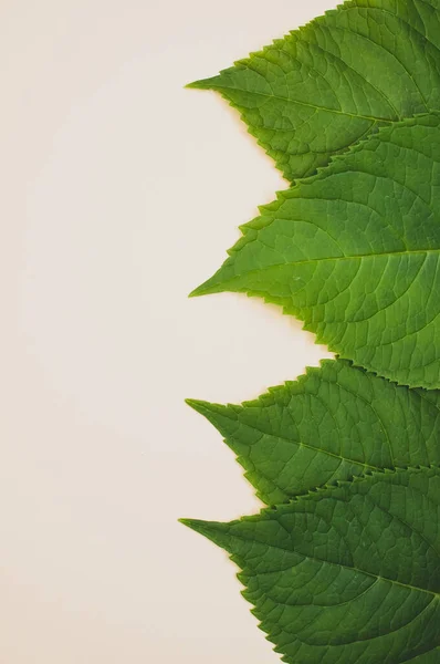 Eine Vertikale Aufnahme Grüner Blätter Auf Beigem Hintergrund Mit Platz — Stockfoto