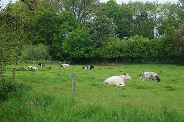 Grupo Vacas Tendidas Pasto Detrás Alambres Púas — Foto de Stock