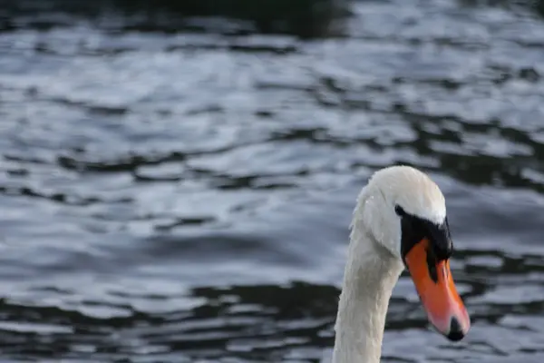 在一个背景模糊的公园里 湖上一只沉默天鹅的特写镜头 — 图库照片
