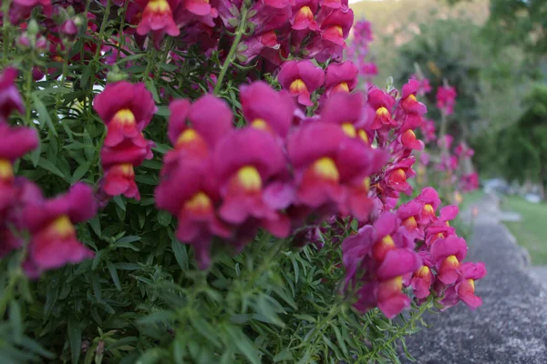Zbliżenie Snapdragon Kwiaty Polu Rozmytym Tle — Zdjęcie stockowe