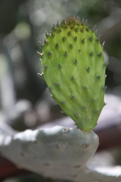 Вибіркова Зйомка Рослини Cactus Розмитому Фоні — стокове фото