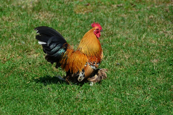 Rooster Running Green Meadow — Stock Photo, Image