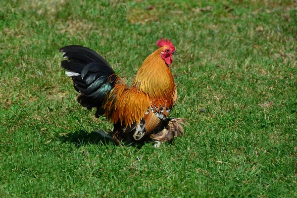 Ein Hahn Läuft Auf Einer Grünen Wiese — Stockfoto