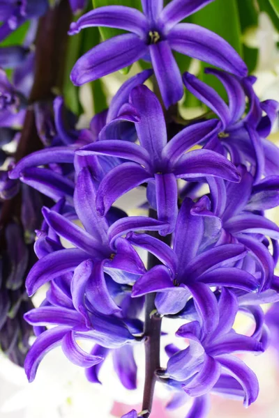 Eine Schöne Lila Hyazinthe Blüht Garten — Stockfoto