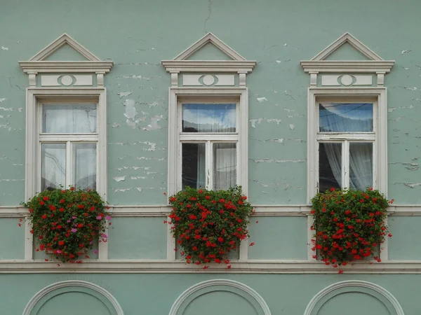 Een Gebouw Met Groene Muren Raam Met Rode Groene Kamerplanten — Stockfoto