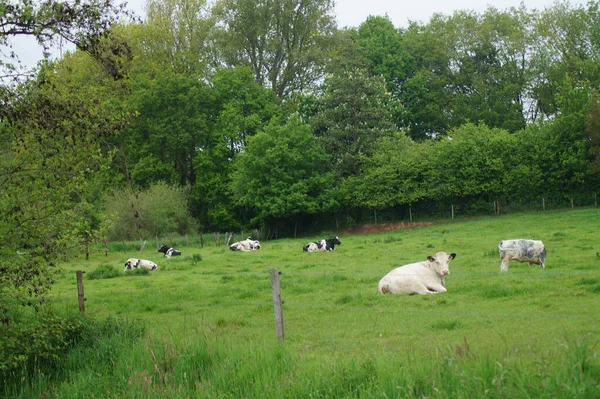 Grupo Vacas Deitadas Num Pasto — Fotografia de Stock