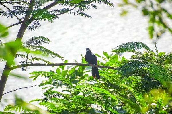 Selektive Fokusaufnahme Eines Drongovogels Der Auf Einem Ast Sitzt — Stockfoto