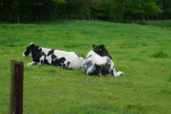 Couple Vaches Avec Des Taches Noires Blanches Sur Pâturage — Photo