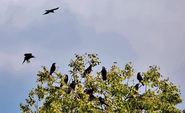 Groupe Corbeaux Reposant Volant Autour Arbre — Photo