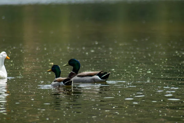 Uma Bela Vista Cisnes Patos Flutuando Superfície Água Parque Dia — Fotografia de Stock