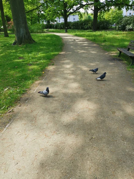 Güneşli Bir Günde Yeşil Çimenli Ağaçlı Bir Parkta Patikada Güvercinlerin — Stok fotoğraf