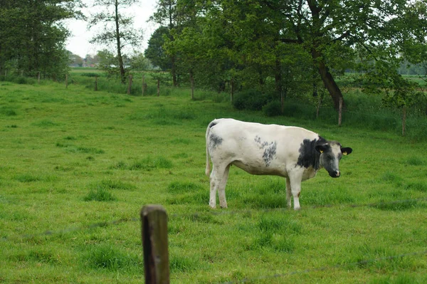 Uma Vaca Branca Pasto Verde — Fotografia de Stock