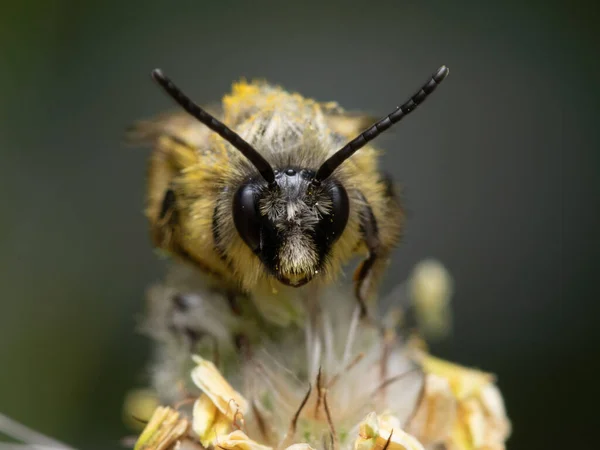 Una Macro Toma Una Abeja Peluda Una Planta — Foto de Stock