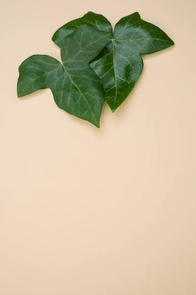 Tiro Vertical Folhas Verdes Fundo Bege Com Espaço Para Texto — Fotografia de Stock