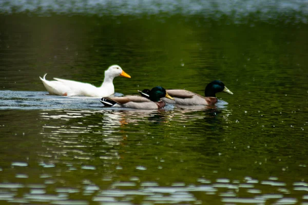 Una Hermosa Vista Cisnes Patos Flotando Superficie Del Agua Parque —  Fotos de Stock