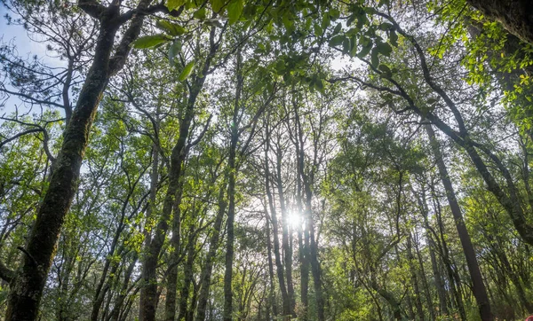 Los Árboles Verdes Frescos Sendero Que Conduce Montaña Volcánica Iztaccihuatl — Foto de Stock