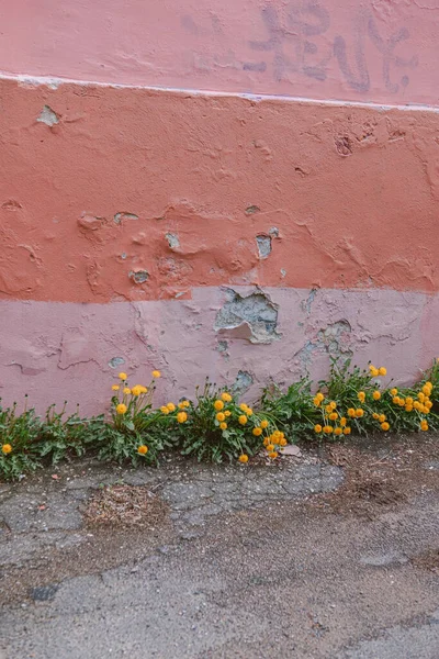 ピンクの建物の前で成長している黄色の開花植物のショット — ストック写真