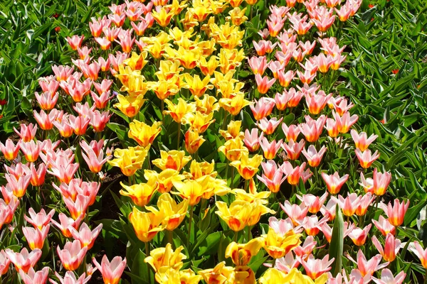 Champ Nombreuses Tulipes Par Une Journée Ensoleillée — Photo