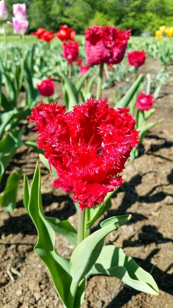 Plan Vertical Belles Tulipes Franges Rouges Sur Terrain — Photo
