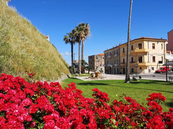 Vacker Röd Rosor Parken Den Historiska Stadskärnan Termoli Campobasso Molise — Stockfoto