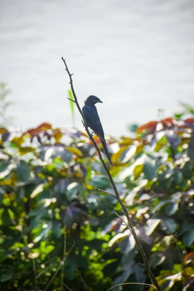 Een Selectieve Focusshot Van Een Drongo Vogel Zittend Een Boomtak — Stockfoto