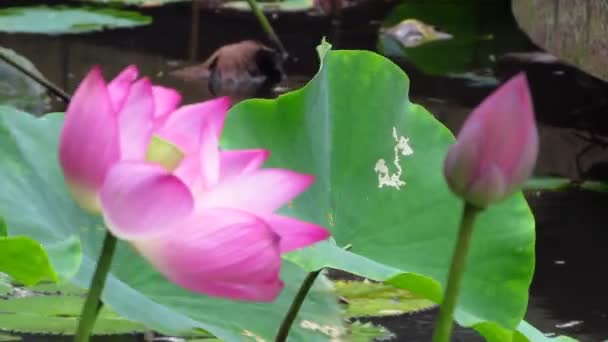 여름에 연못에서 자라는 아름다운 — 비디오