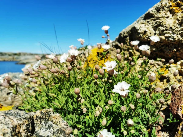 Pintoresco Plano Mar Rodeado Montañas Piedra Llenas Flores Blancas Verdens — Foto de Stock