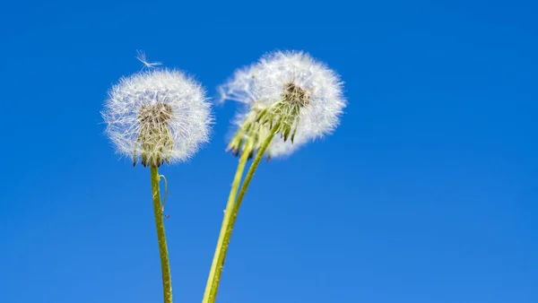 Tres Tallos Una Flor Diente León Con Cabezas Esponjosas Blancas — Foto de Stock