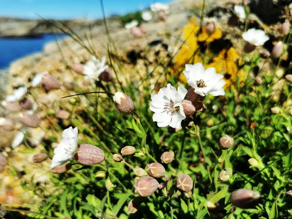 Pintoresco Plano Mar Rodeado Montañas Piedra Llenas Flores Blancas Verdens —  Fotos de Stock