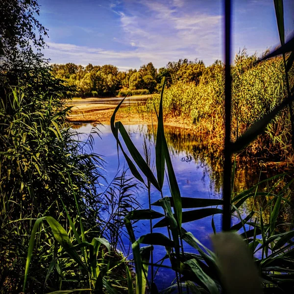 Une Belle Vue Sur Étang Entouré Plantes Verdure — Photo