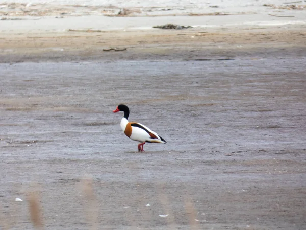 Adorable Colorful Duck Standing Beach Wildlife — Stock Photo, Image