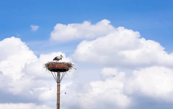 極の巣の上のコウノトリの低角度ショット 曇った空の背景 — ストック写真
