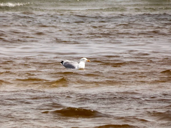 一只可爱的海鸥在波涛汹涌的褐色海水中游泳 野生动物 — 图库照片