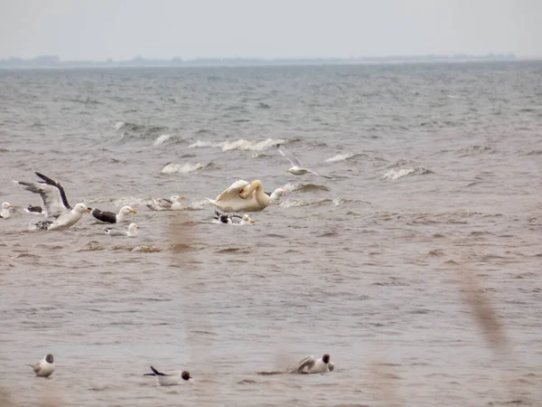 青い空を背景に波状の水に飛び込んで泳ぐ愛らしい鳥たちは — ストック写真