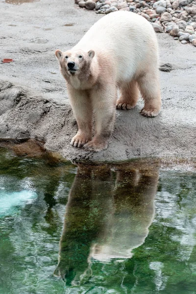 比利时 Pairi Daiza 2021年5月24日 在比利时动物园Pairi Daiza拍摄的北极熊照片 — 图库照片