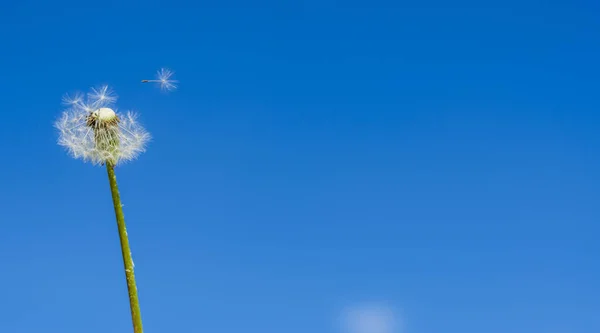 Weißer Flauschiger Einsamer Feldlöwenzahn Der Halb Herumfliegt Und Ein Fallschirm — Stockfoto