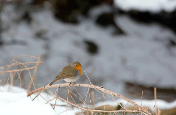 Pettirosso Erge Piccolo Ramo Campo Innevato — Foto Stock