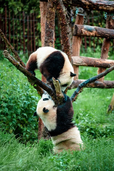 比利时 Pairi Daiza 2021年5月24日 在比利时动物园Pairi Daiza拍摄的大熊猫照片 — 图库照片