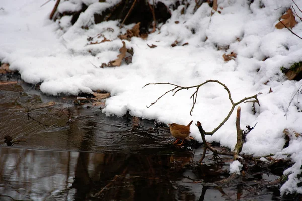 Ein Zaunkönig Steht Einem Verschneiten Winter Einem Kleinen Fluss Troglodytes — Stockfoto